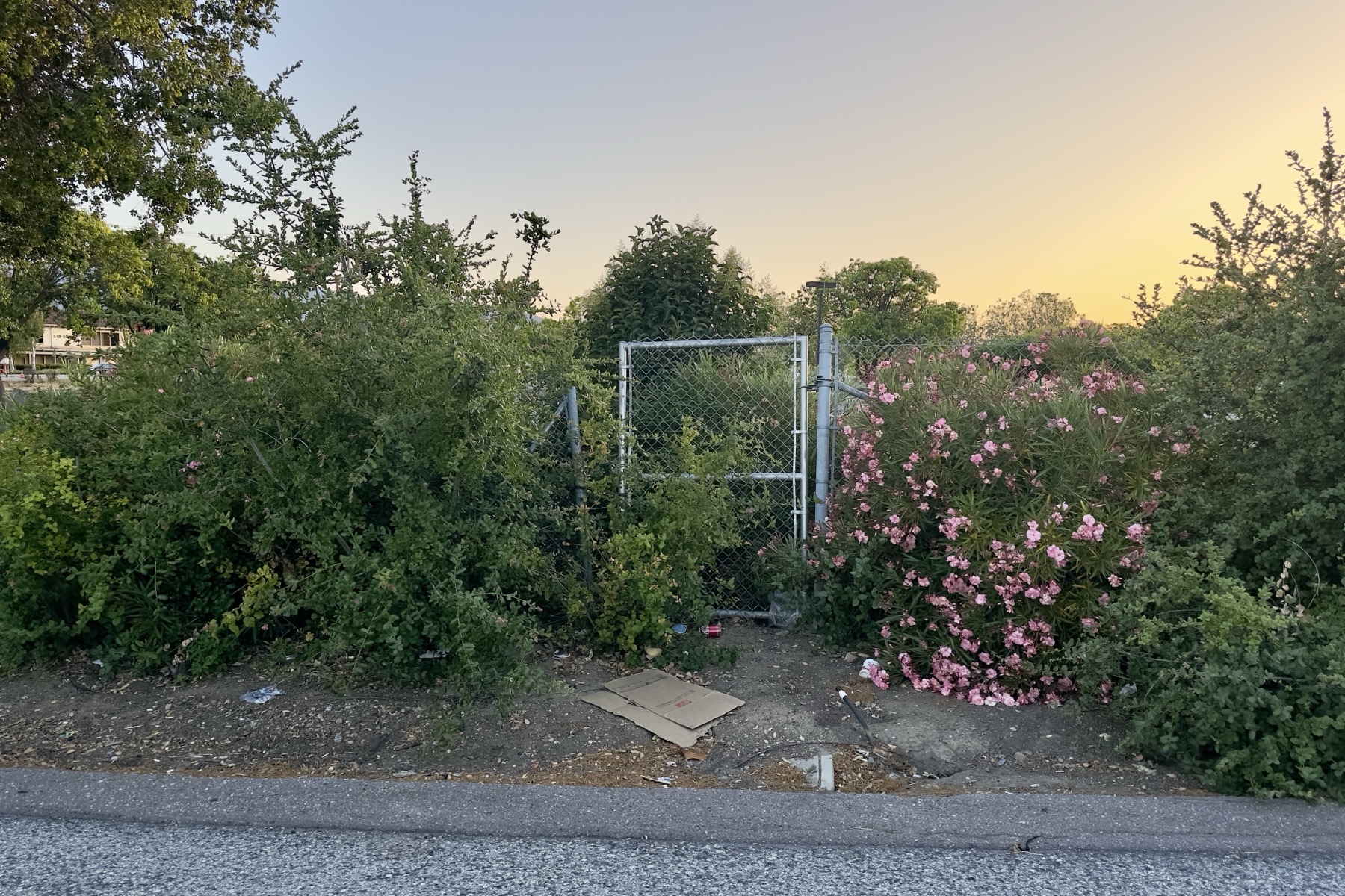 It's a gate, there are flowers, it's sunset, there is cardboard on the ground and a curb.