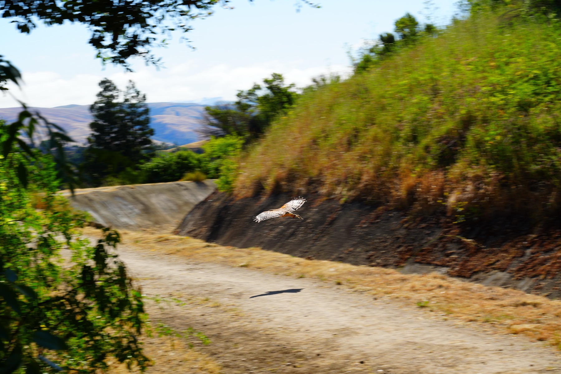 red shouldered hawk in flight over a dirt road next to an empty canal