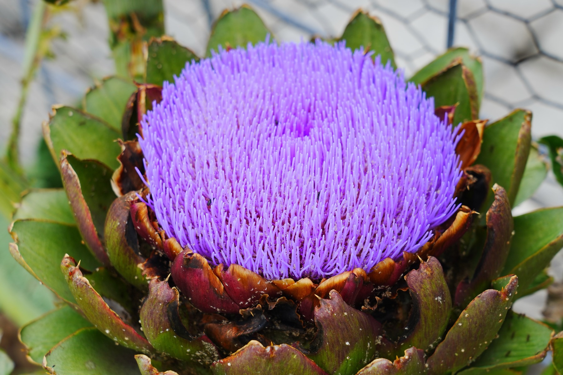 An up close view of the purple blossom on an artichoke plant.