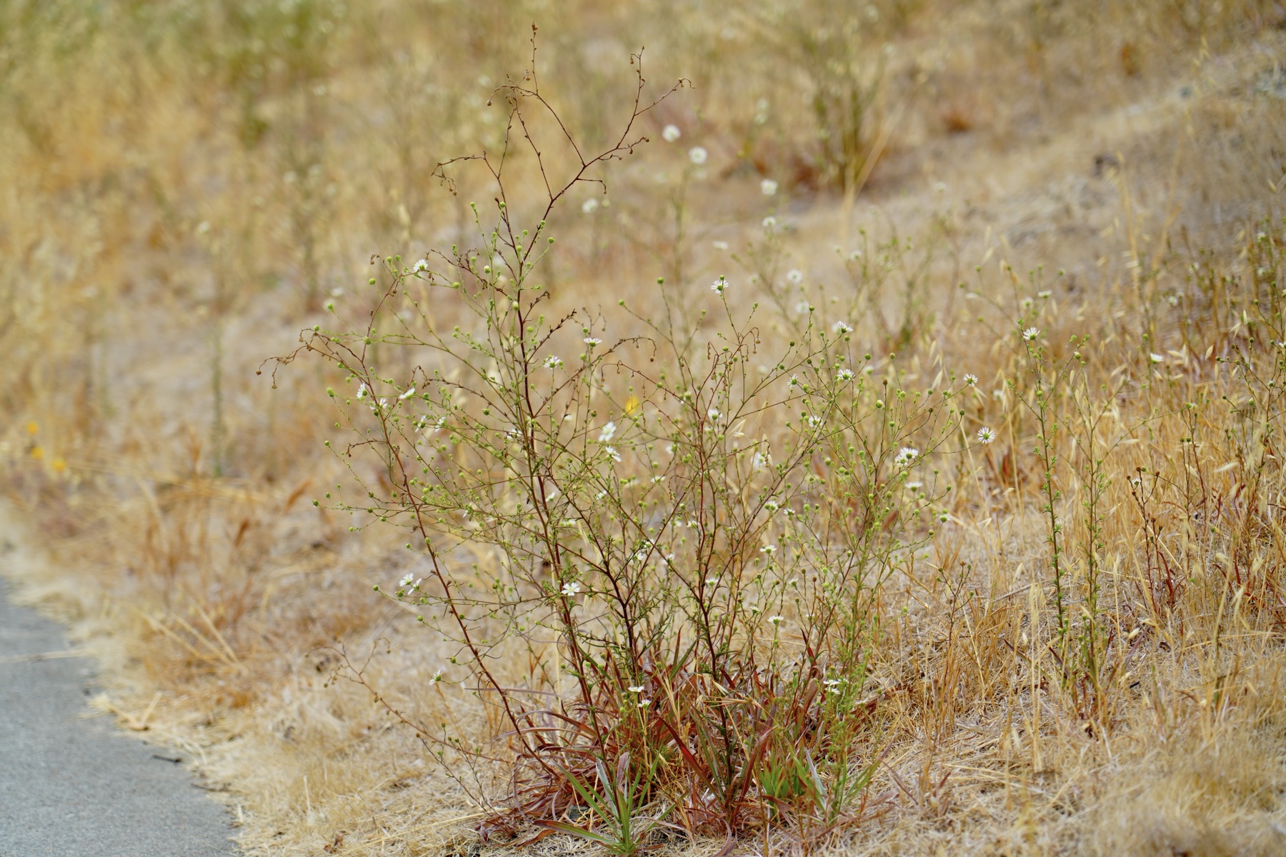 Hayfield Tarweed Plant.