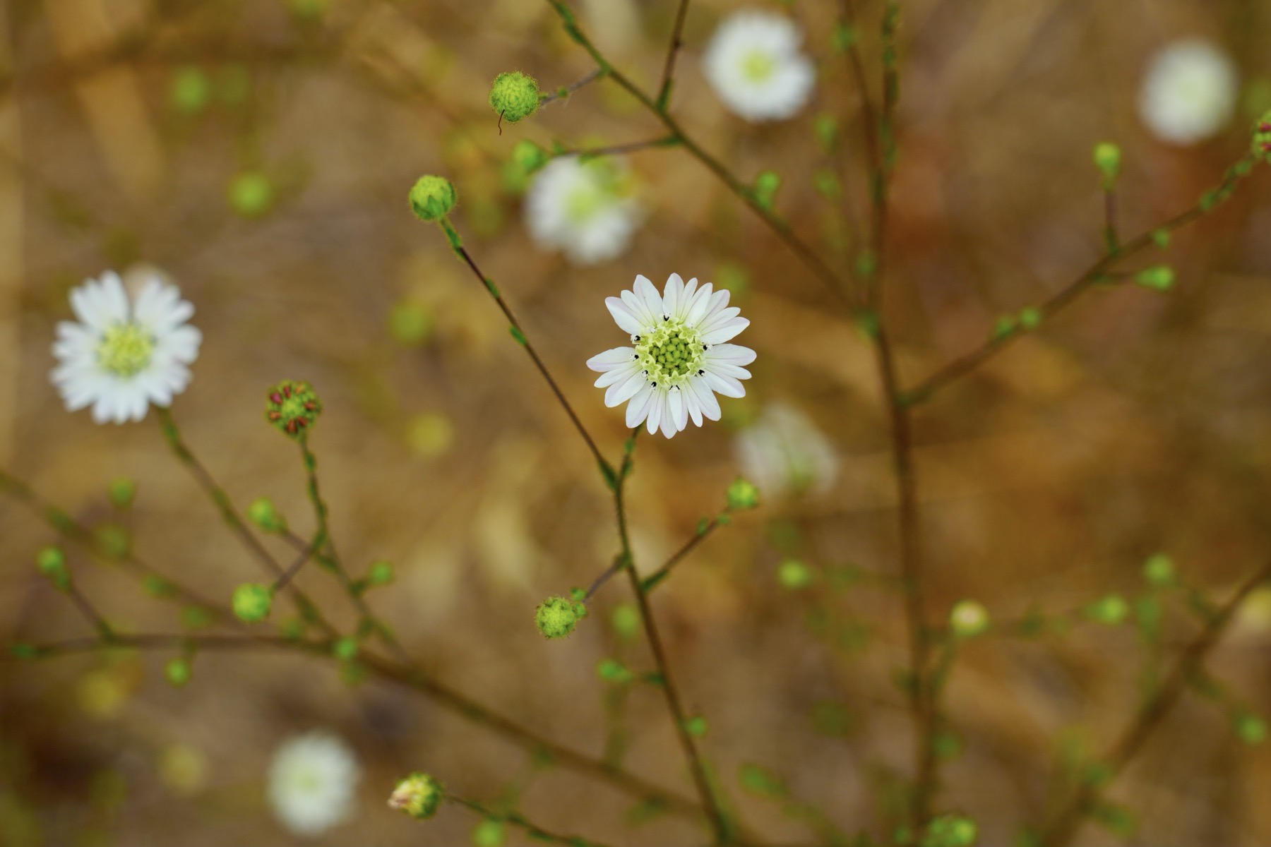 Hayfield Tarweed flower, a small white flower with seven tri-petals and a green center.