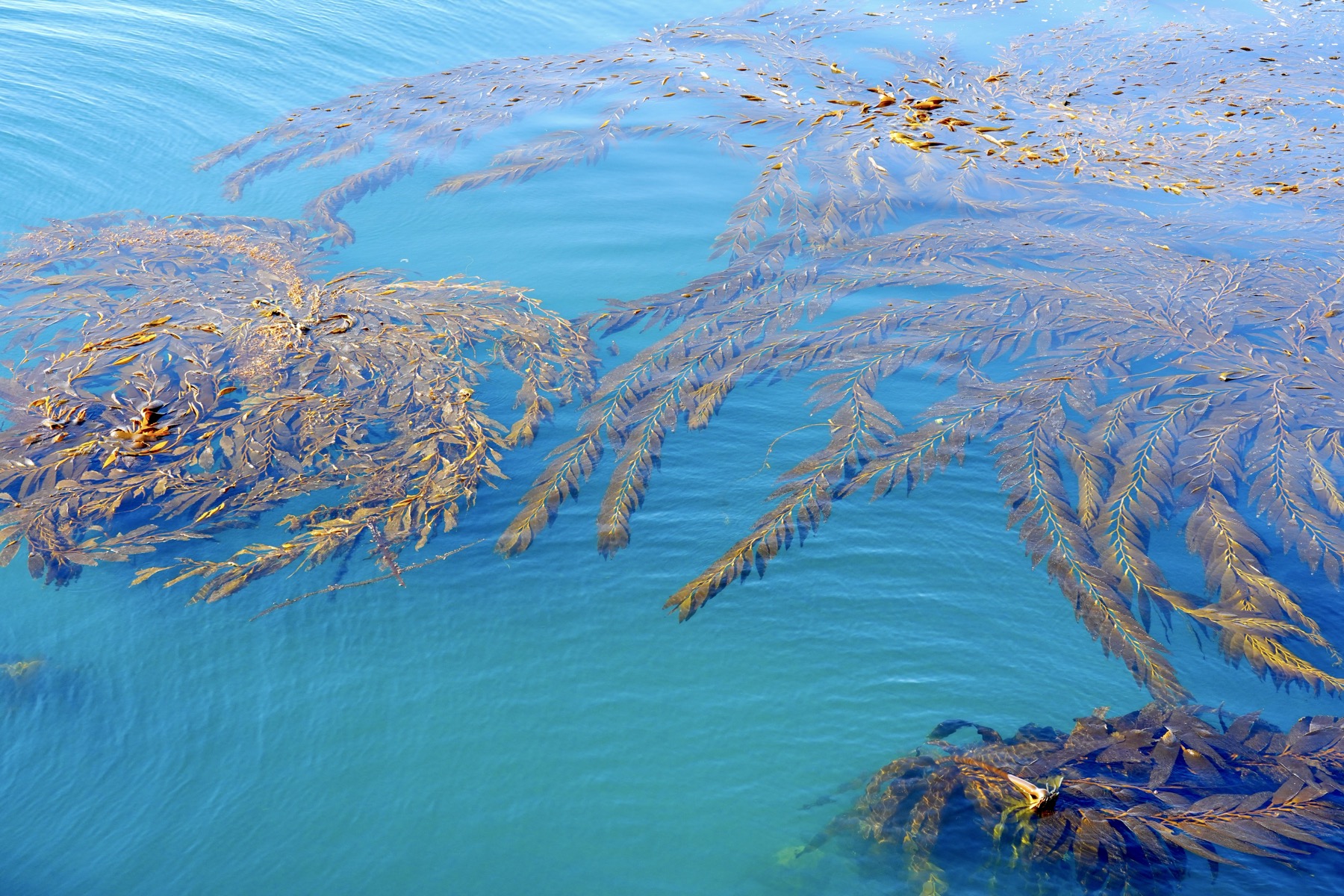 Kelp in the sea.