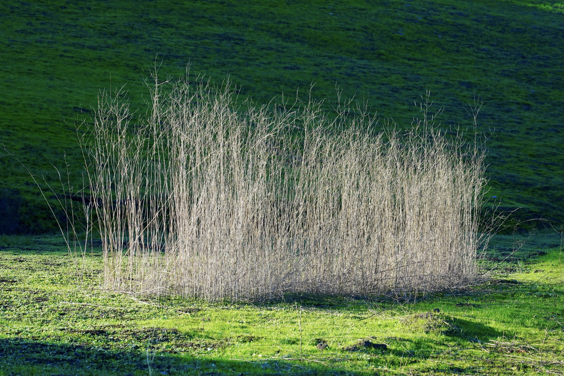 Dried reeds silhouetted against a green grass hill in winter California light.