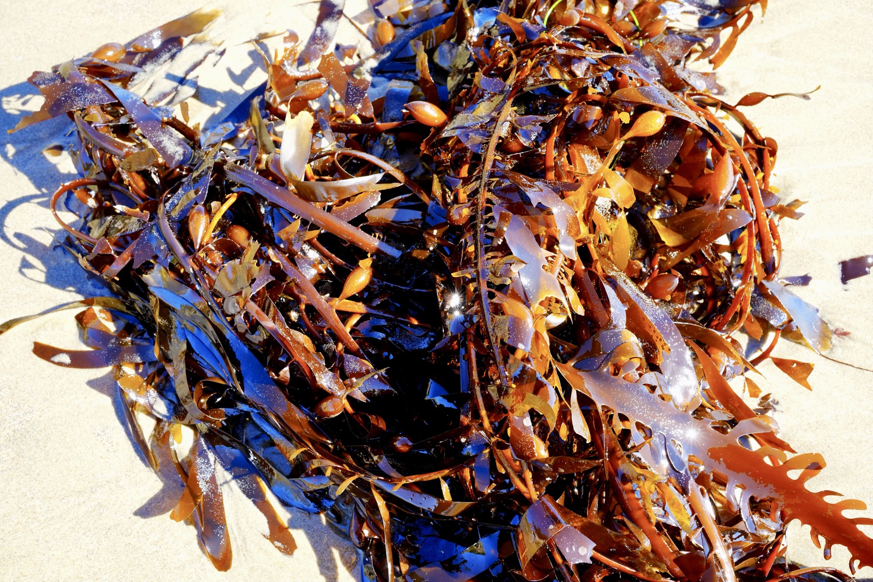 A bundle of brown seaweed on the sandy shore.