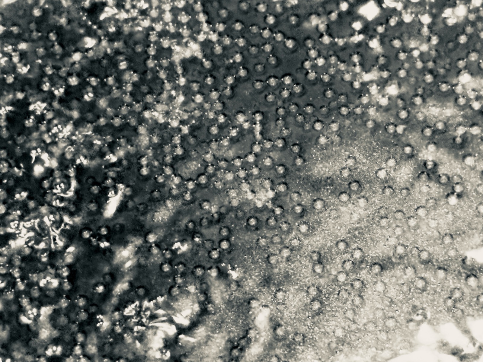 Tiny bubbles, up close, in a dark liquid.