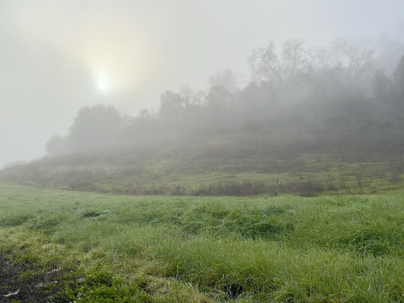 Trees in the fog. The sun is starting to shine through. Foreground grasses are green and bright.