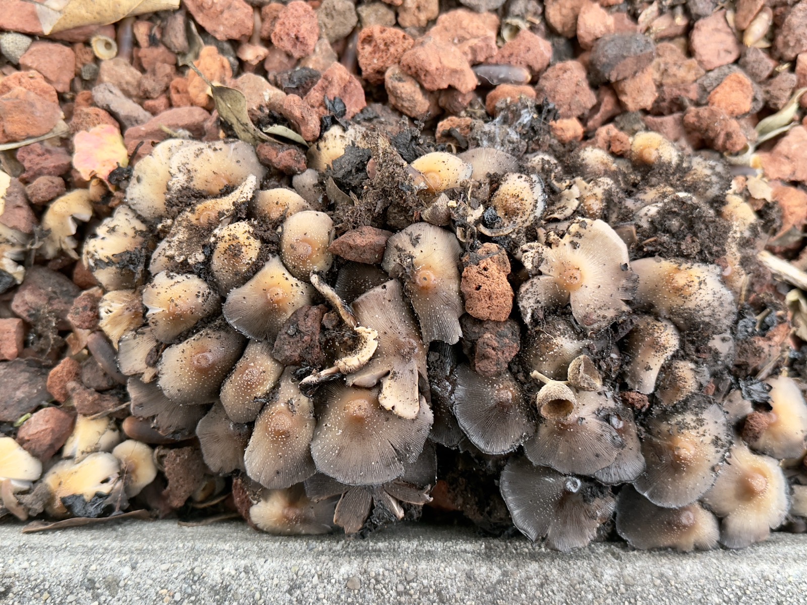 A closeup of a fresh bloom of mushrooms pushes up through red rock pumice landscaping.