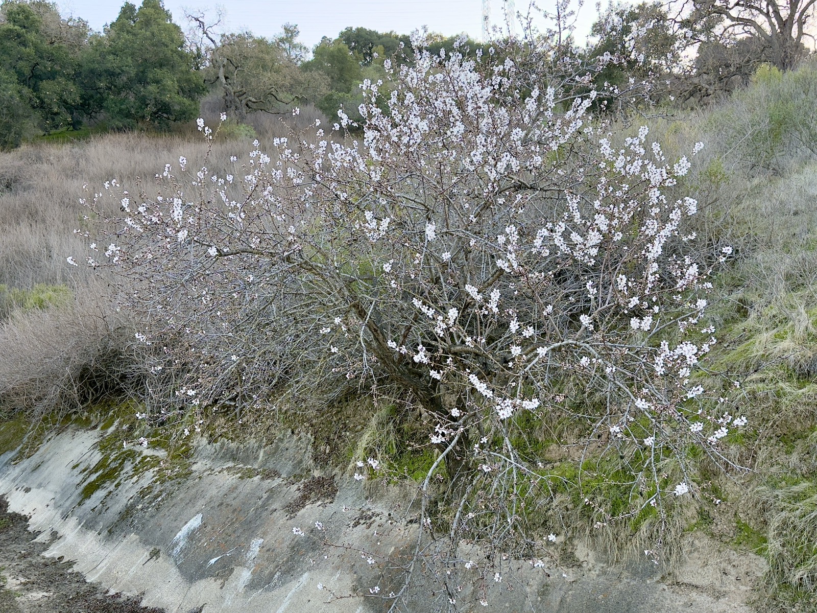 A plum or almond tree has popped is blossoms along a hillside of California valley oak.