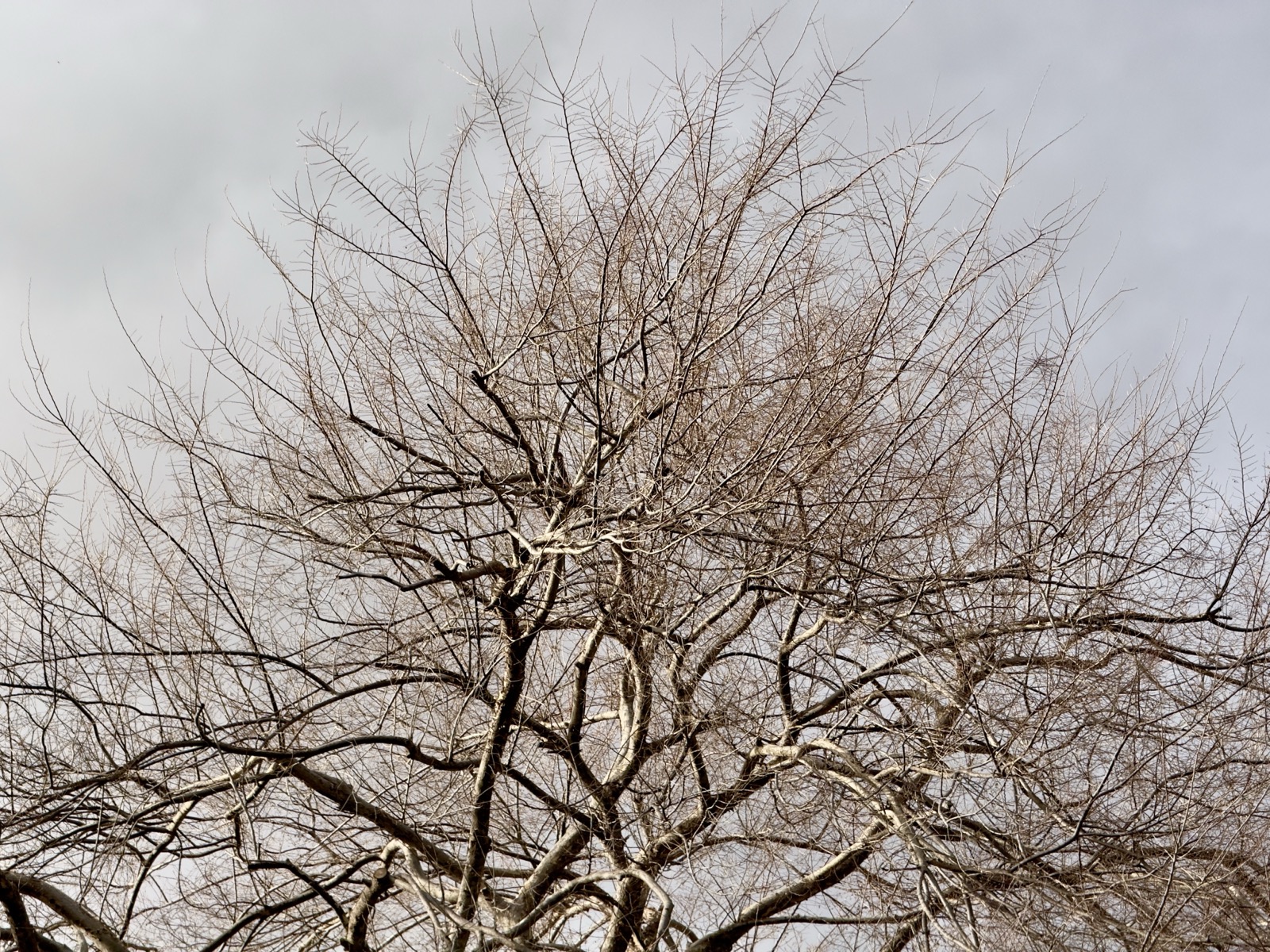 A bare tree in winter lit by a brief afternoon sun.