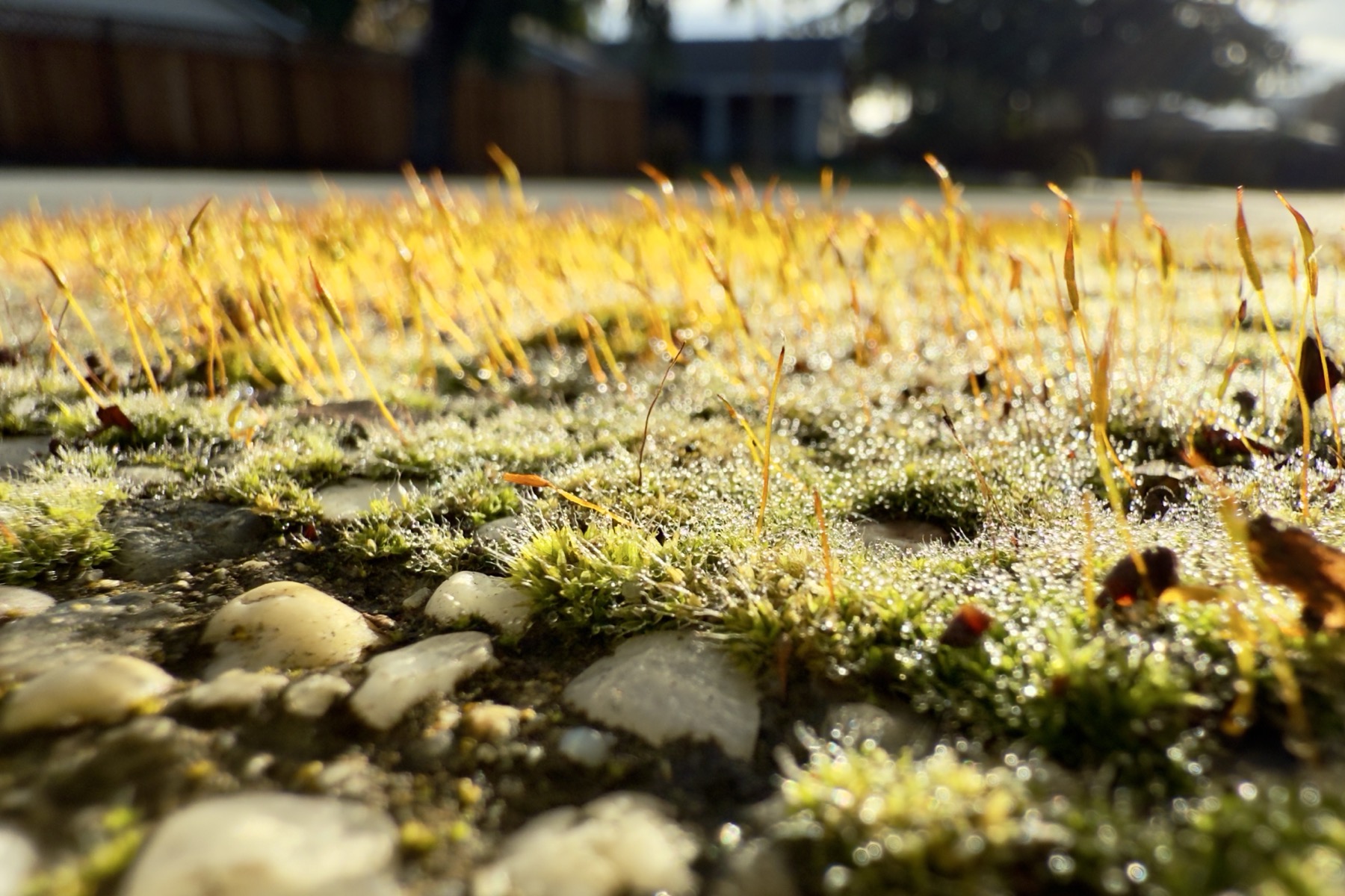 A close up of dewy moss in suburban setting.