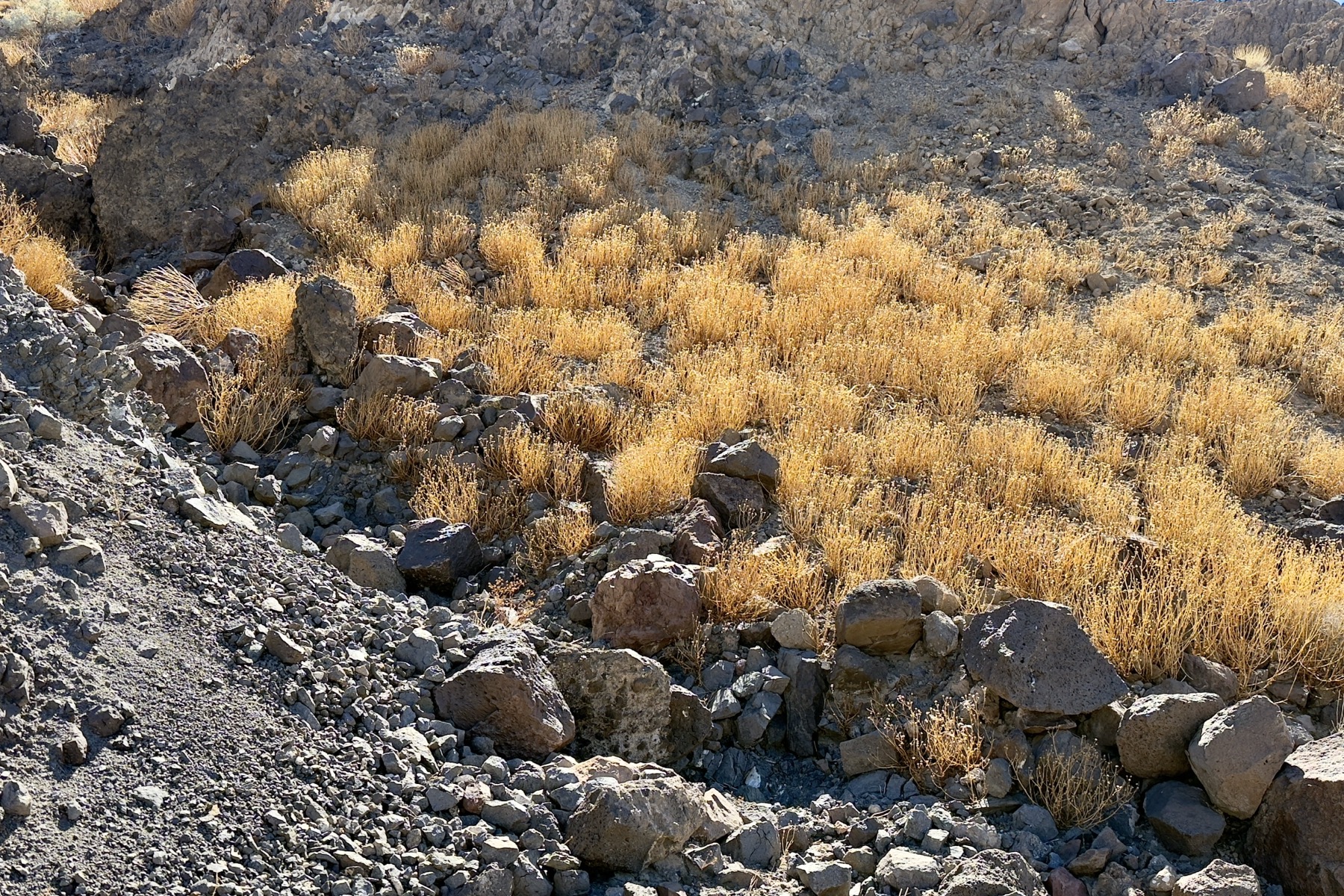 Yellowed and dried grasses sprout amongst the dark stones in a Death Valley scene.